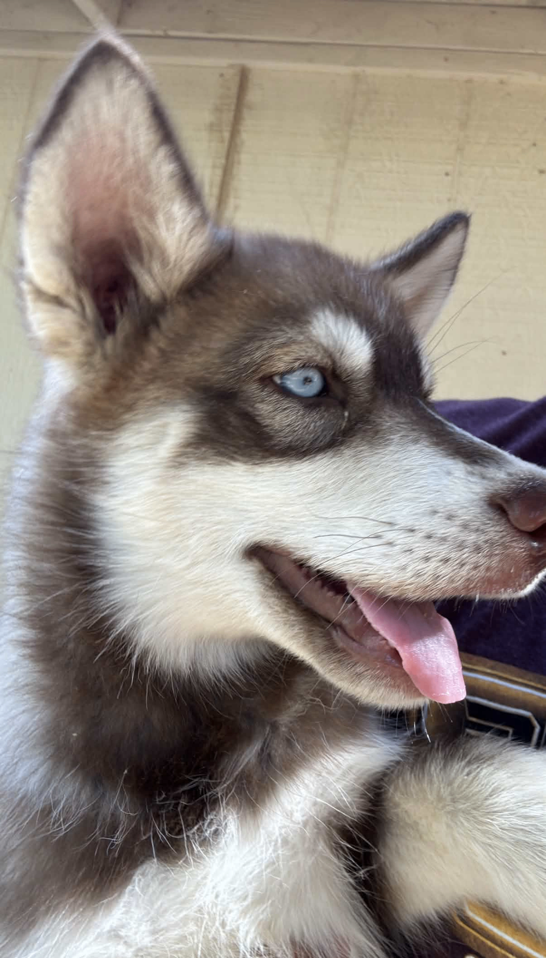 Close-up of Balto, the LG's Barber Shop husky mascot